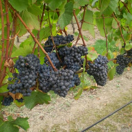 Gisborne Peak Winery Short Term Stays Exterior photo