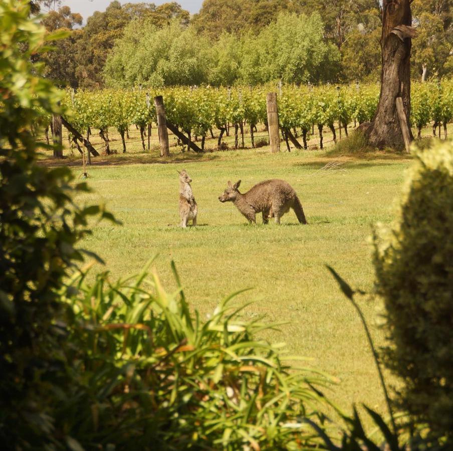 Gisborne Peak Winery Short Term Stays Exterior photo